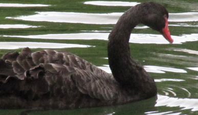 duck
